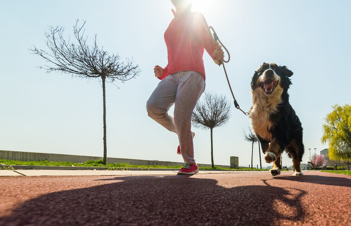 large dog running with woman