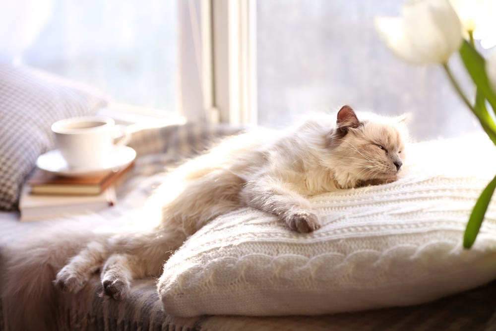 Kuschelige Schlafplätze für Katzen steigern das Wohlbefinden