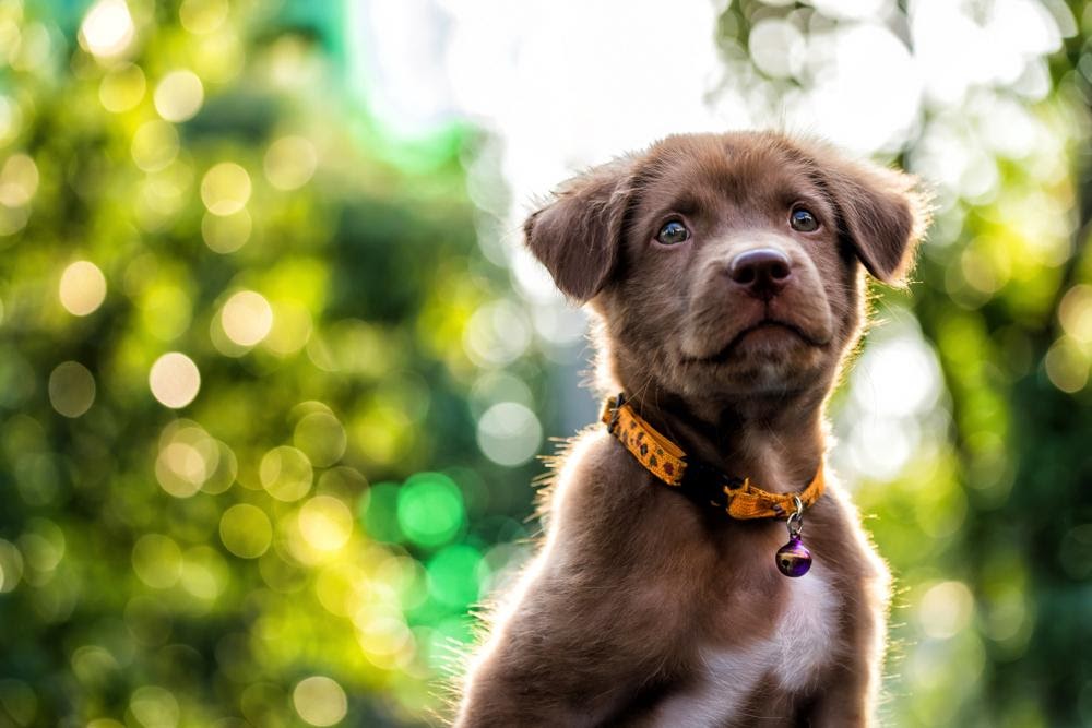 Come abituare il cane al guinzaglio 