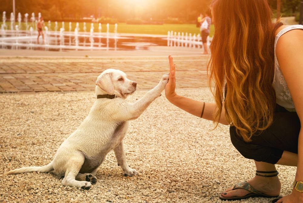 Abituare il cane al guinzaglio