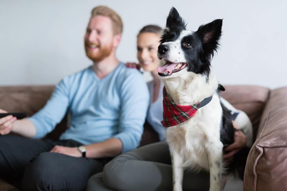 Cani e botti di Capodanno: cosa fare