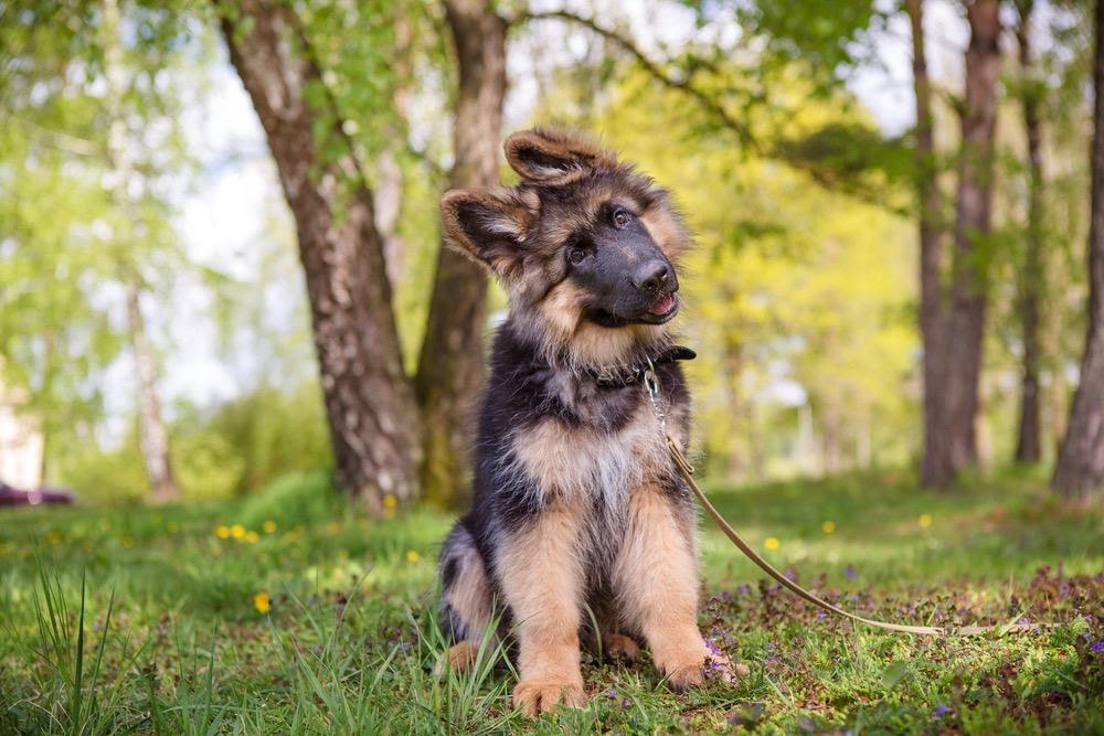 Come insegnare al cane a stare seduto