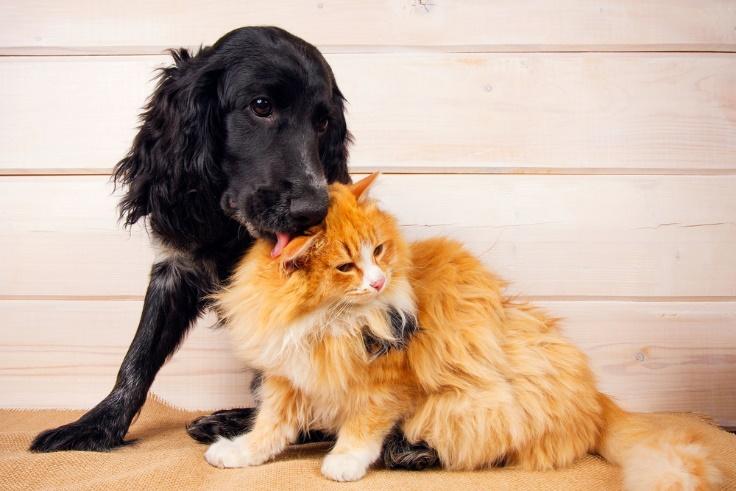 La convivenza tra cane e gatto