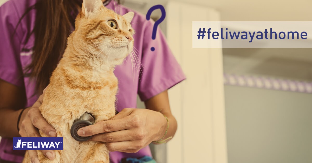 Copy of Coronavirus changes our routine 3 Vet expert Tips to help your cat adapt-10