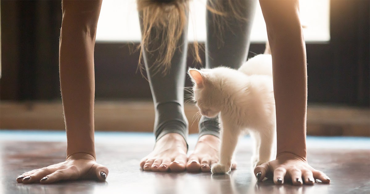 Faites du yoga avec votre chat