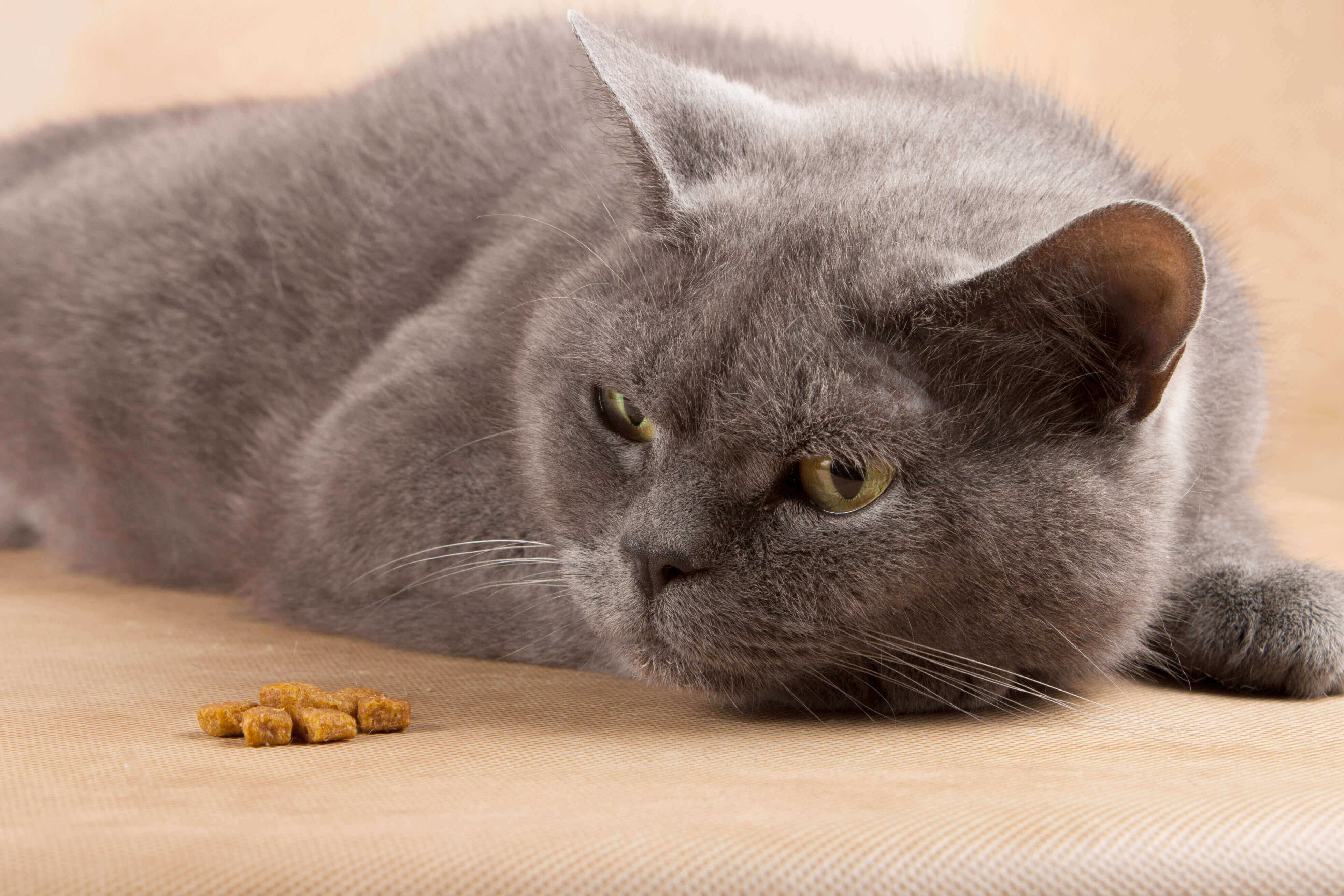 Katze liegt vor Leckerli und frisst nicht