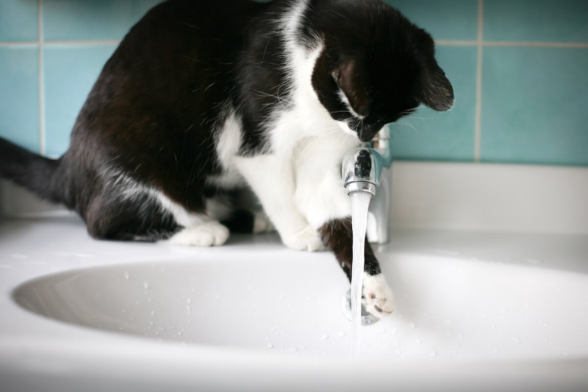 Cat drinking