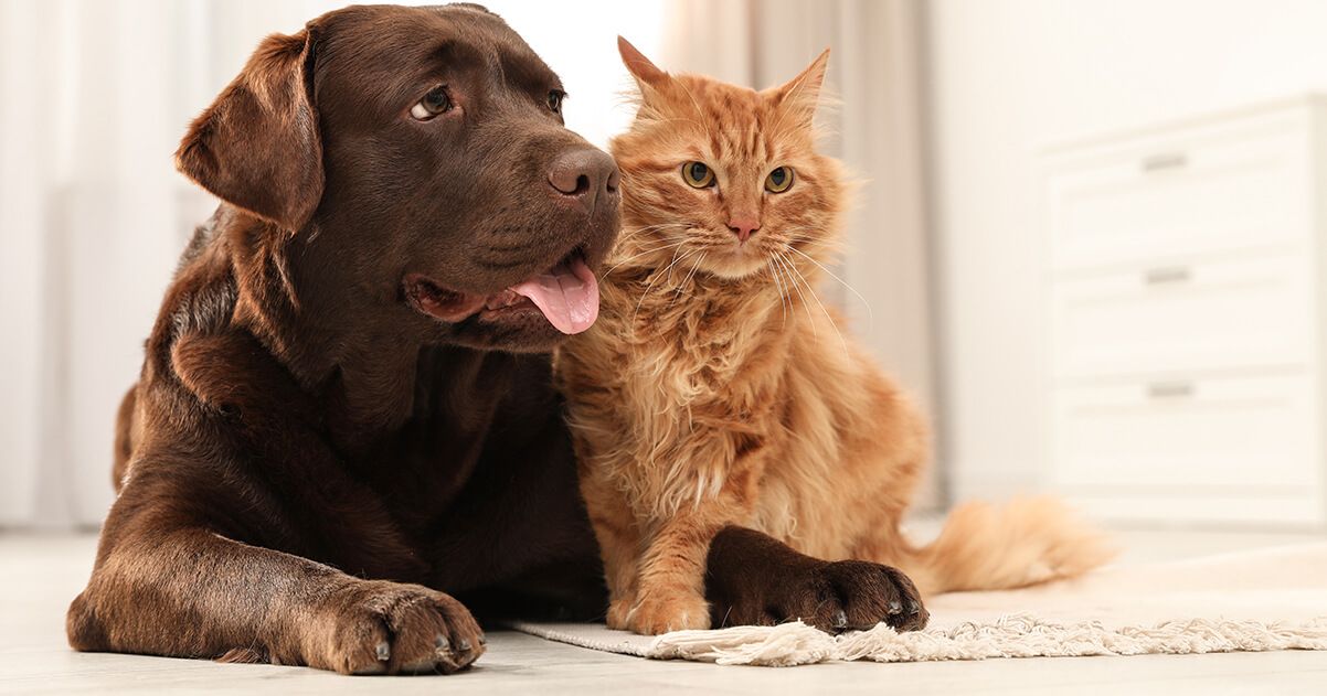 FELIWAY ADAPTIL feromonas en perros y gatos