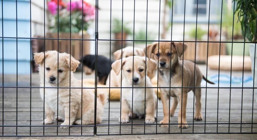 Come addestrare il cane alla gabbia