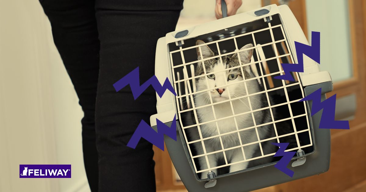 Gato visita el veterinario (2)