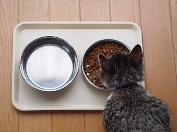 cat eating from food bowl