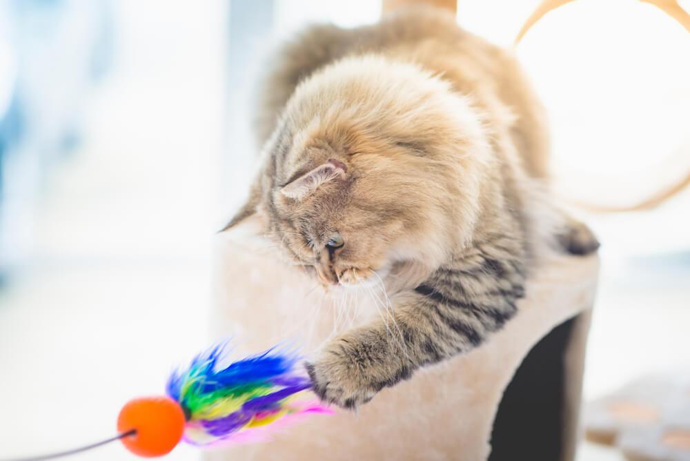 cat playing with a ball