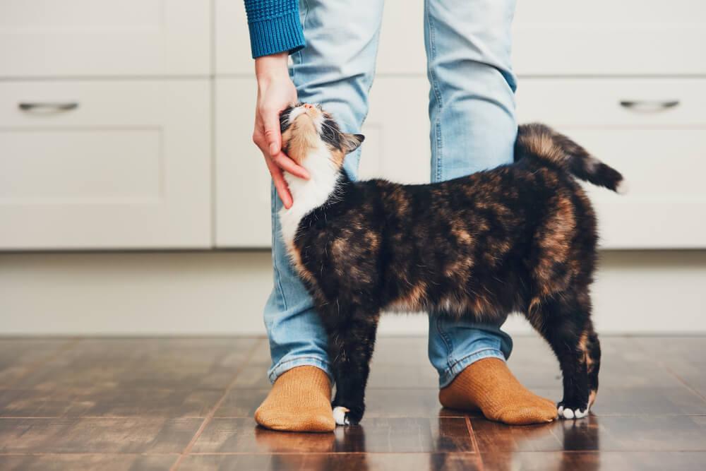 stroked cat greets a man