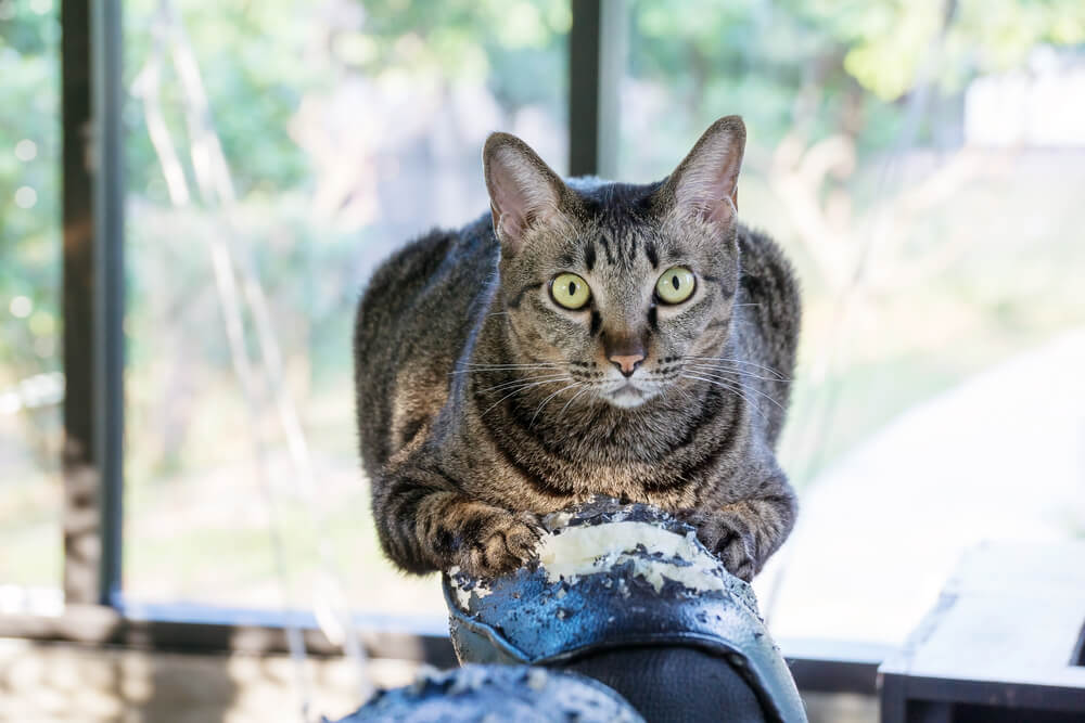 utilisez FELIWAY pour empêcher votre chat de faire ses griffes sur votre canapé