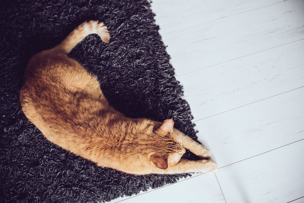 how to stop cats clawing the carpet