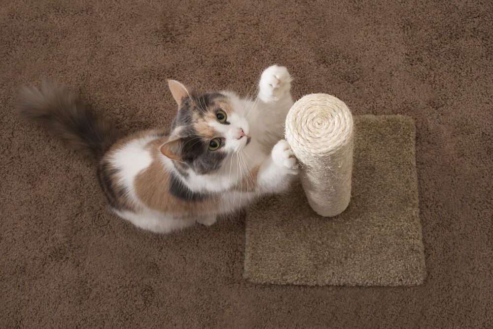 How To Stop Your Cat From Scratching the Carpet_2-2