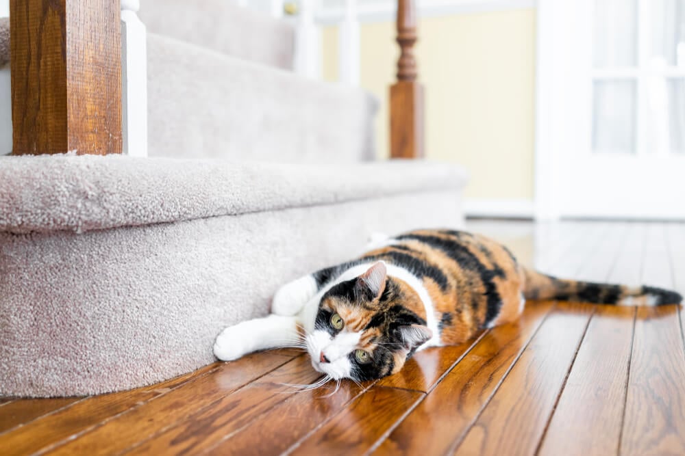 How To Stop Your Cat From Scratching the Carpet_3-2