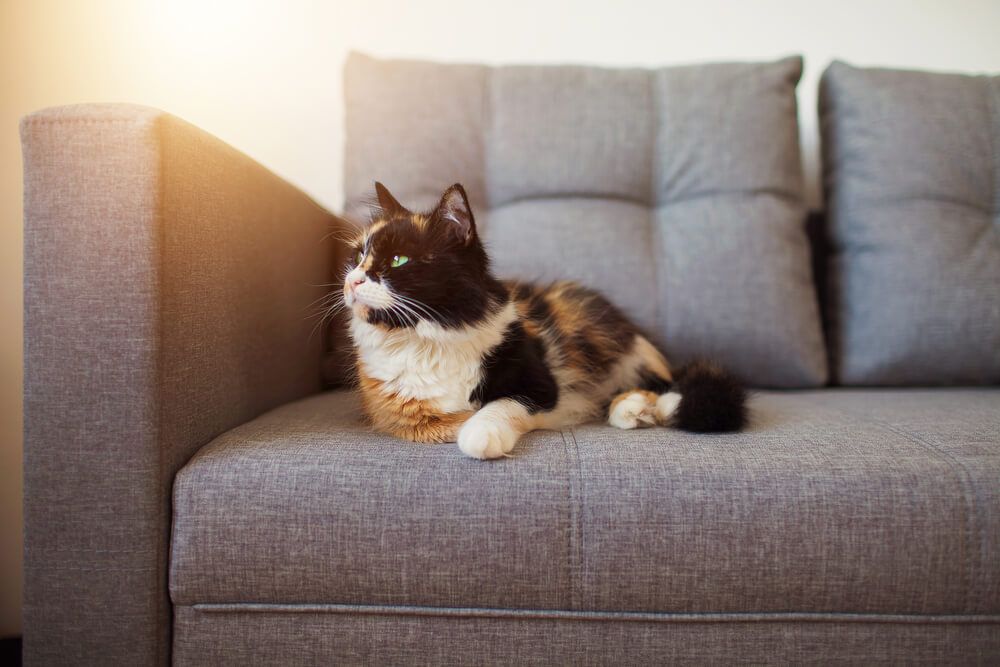 cat lying on a grey sofa
