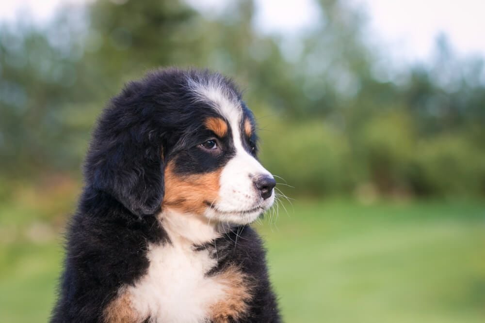 How long does it take to toilet train a puppy_2-1