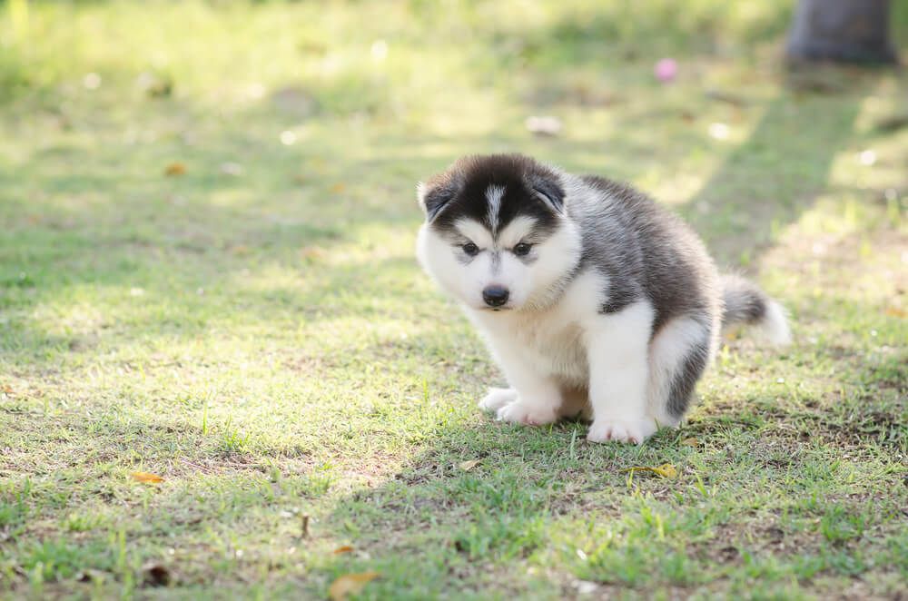 puppy going to the toilet outside