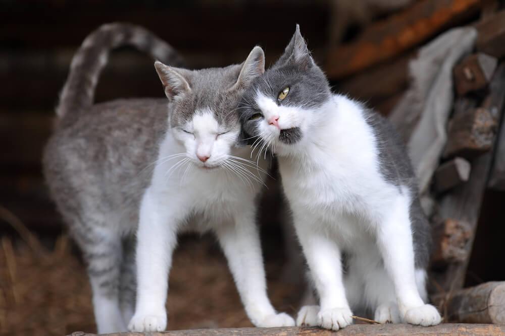 cats rubbing their head against each other