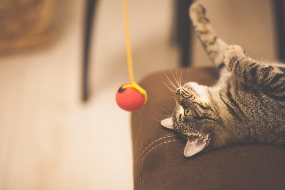 cat with ball toy