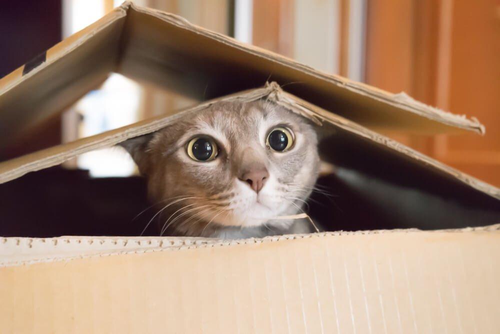 cat hiding in box