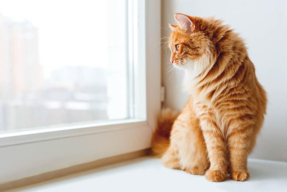 ginger cat on windowsill