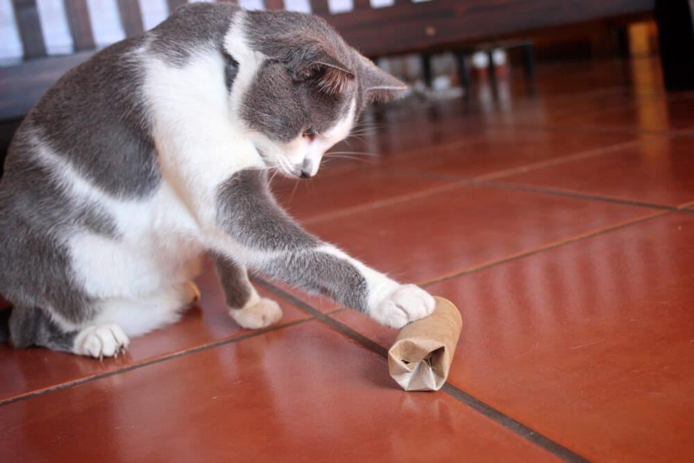 kitten playing with tube