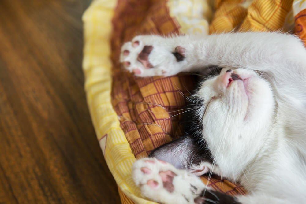 happy cat sleeping in bed