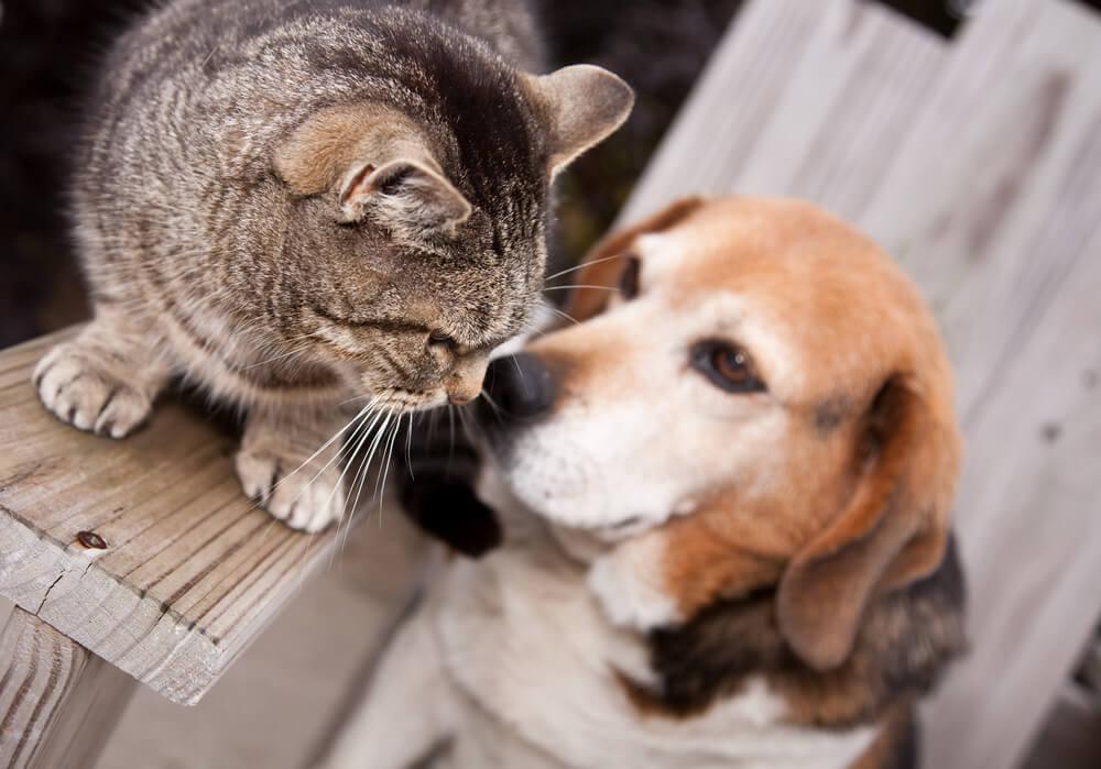 dog beagle smells a cat's tail