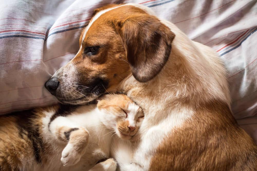 cute cat sleeps with a dog