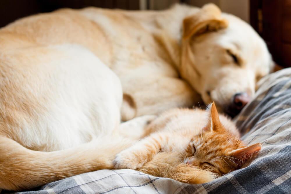 labrador sleeps with an orange tabby cat