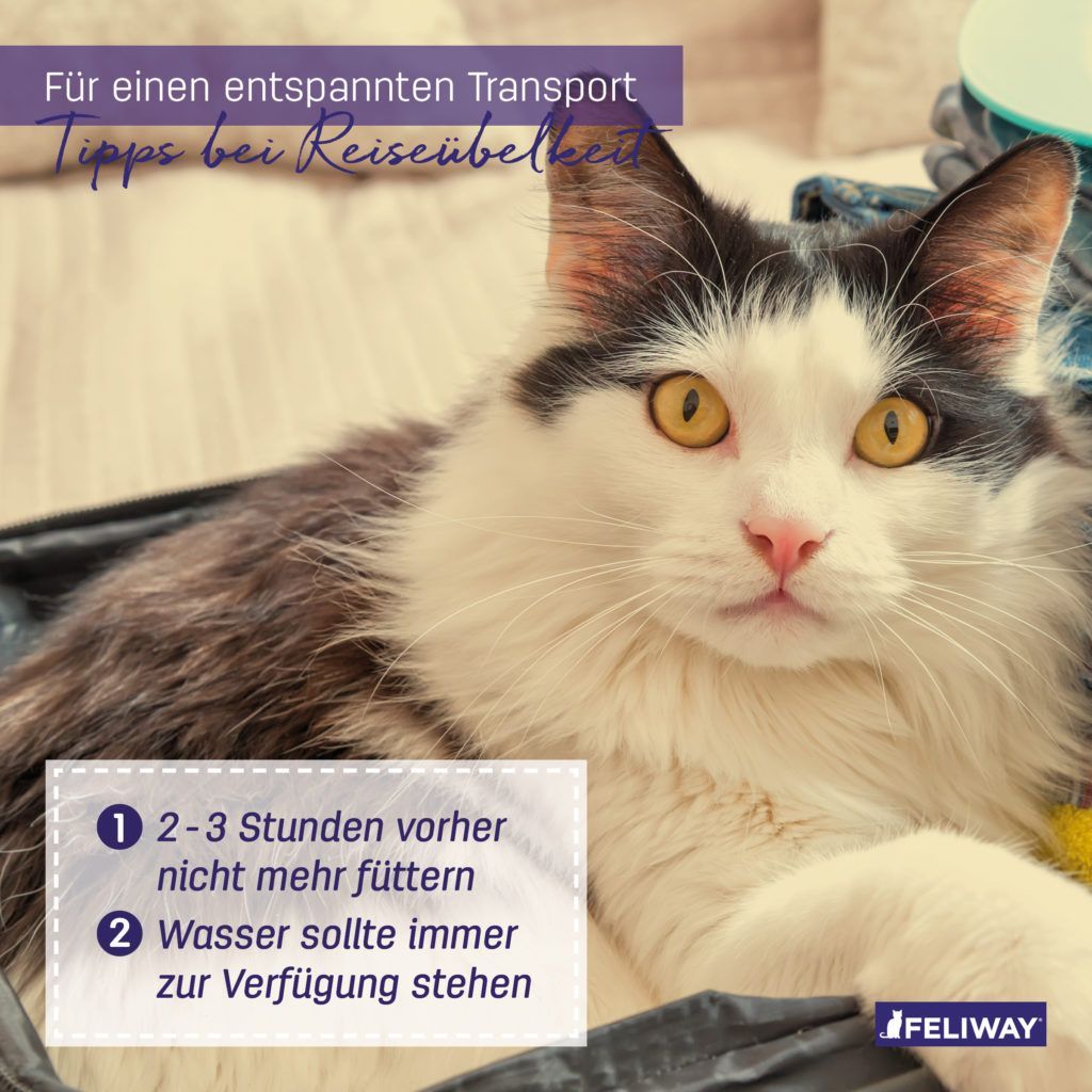 Katze und Tipps gegen Reisekrankheit