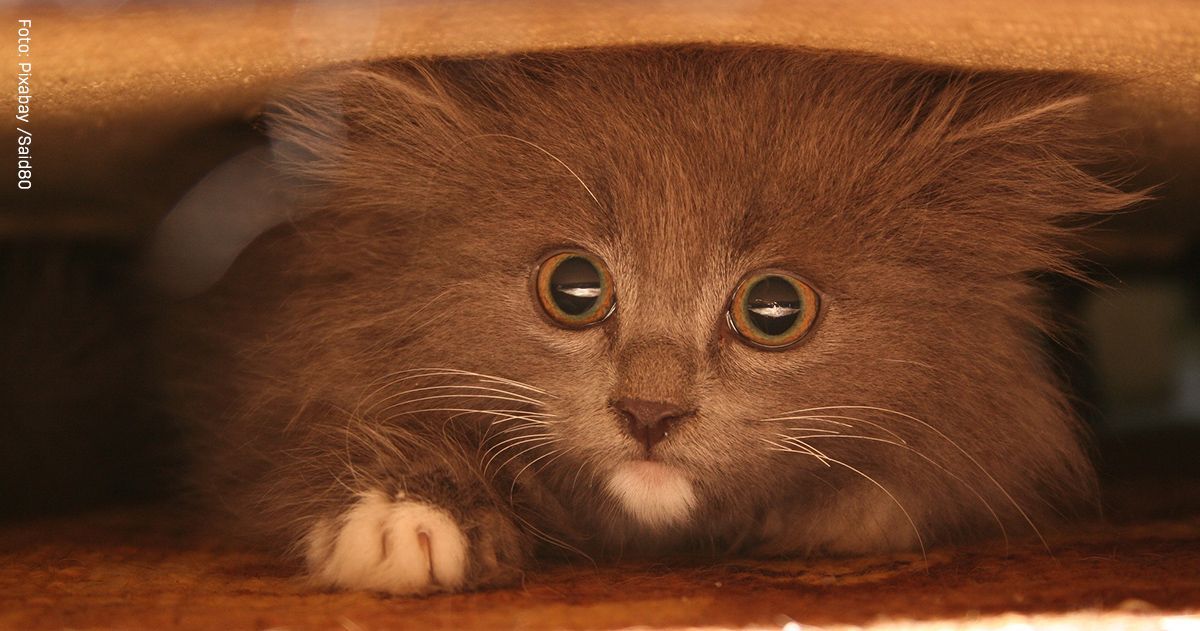 Katze versteckt sich? So kannst du ihr helfen Katze versteckt sich? So kannst du ihr helfen