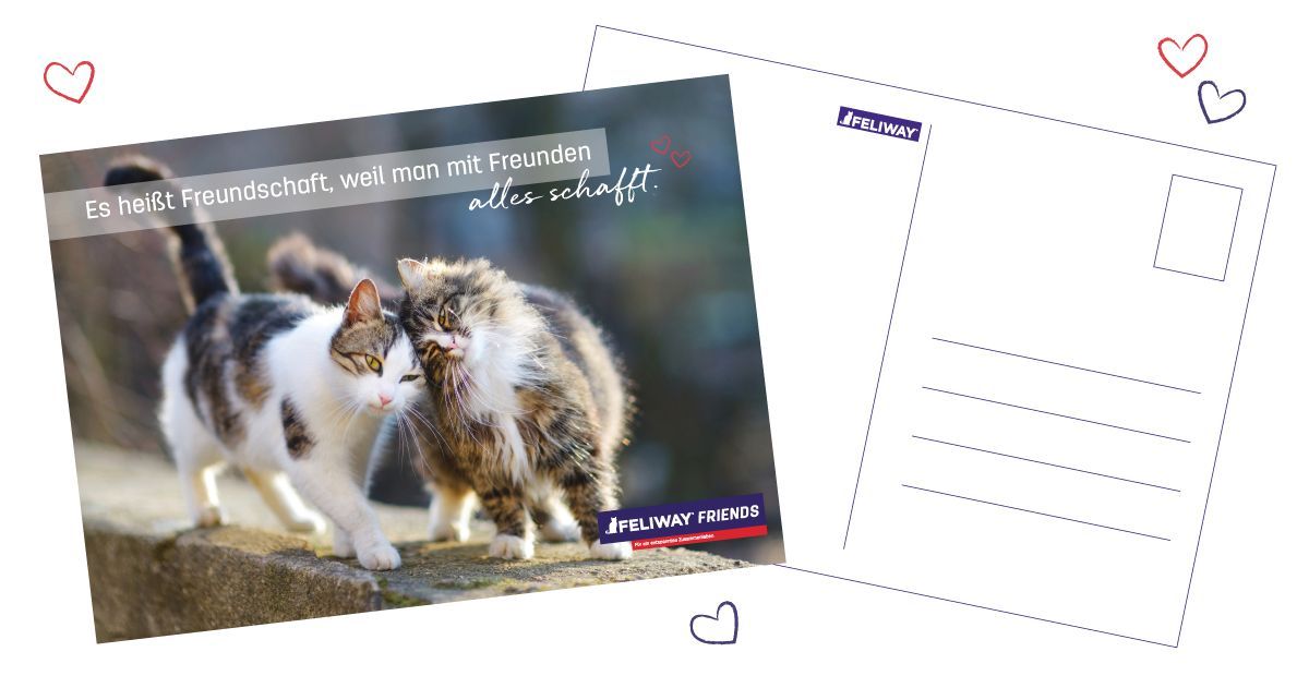 Postkarte für Katzenliebhaber