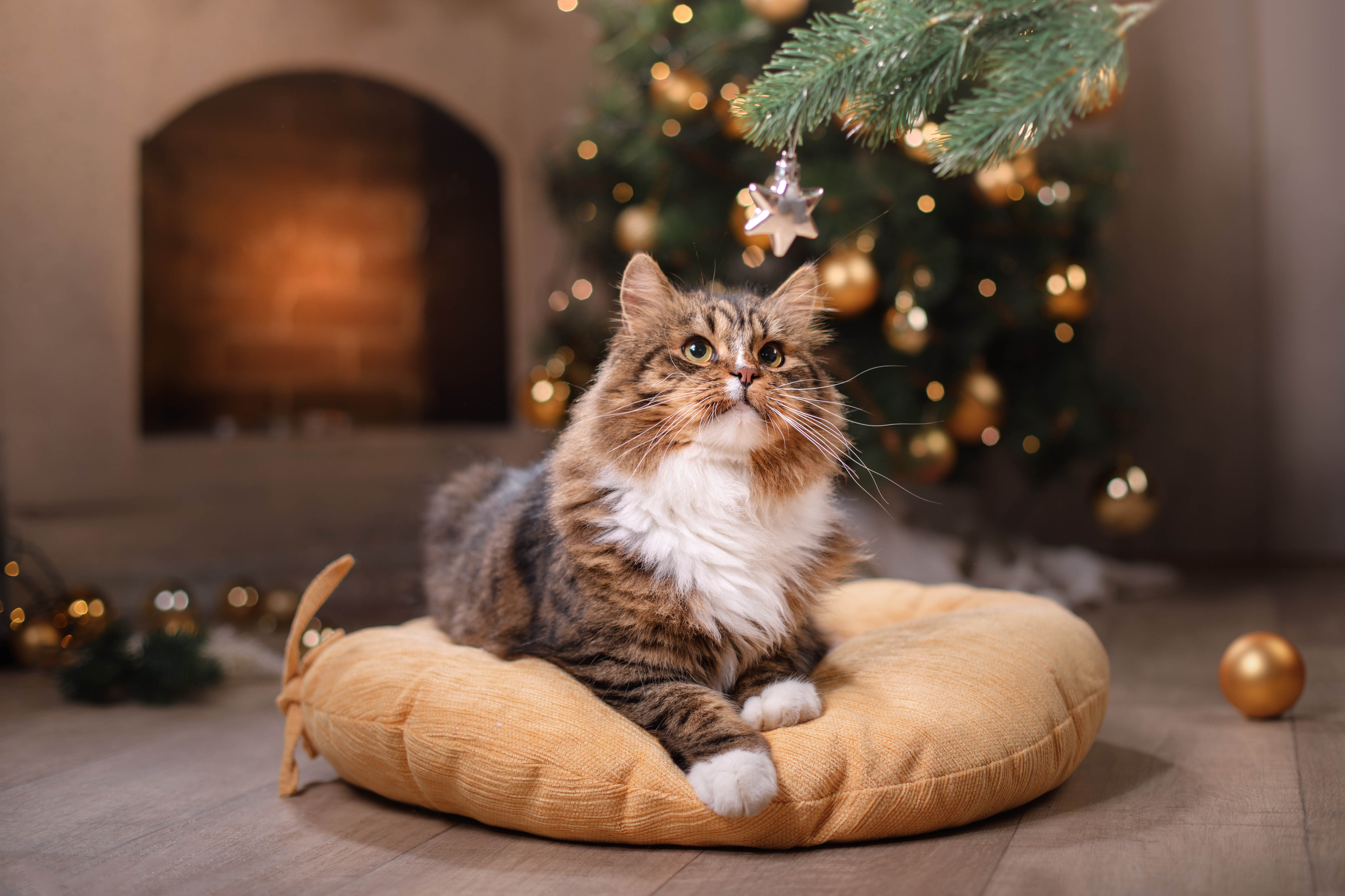 Weihnachten mit Katze Rückzugsorte einrichten