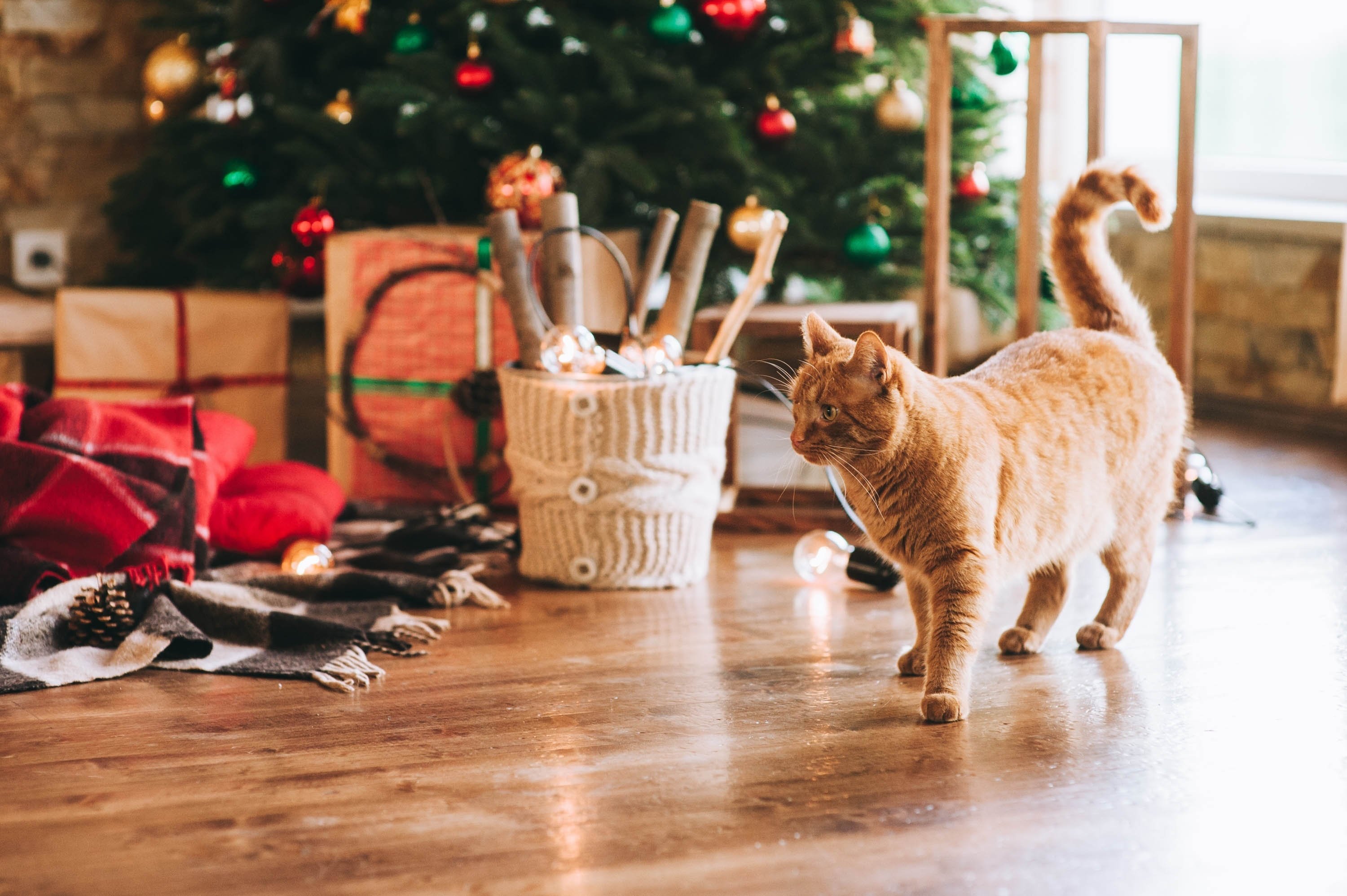 Weihnachten mit Katze Geschenkbänder außer Reichweite
