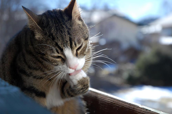 tabby licks its paw