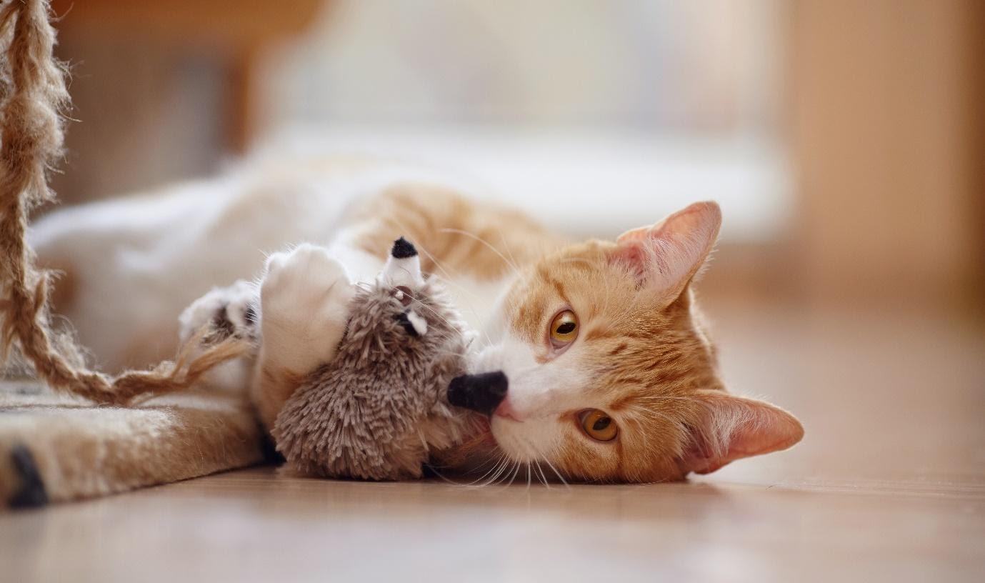 Coronavirus: entspannte Katzen in der Quarantäne mit FELIWAY
