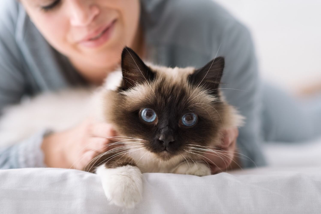 Cornavirus: Verwöhne deine Katze, aber nicht zu viel!