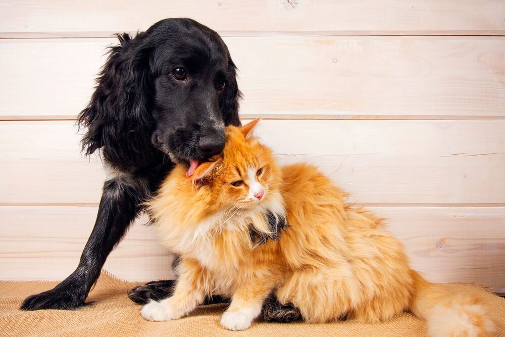 chien et chat cohabitent en paix