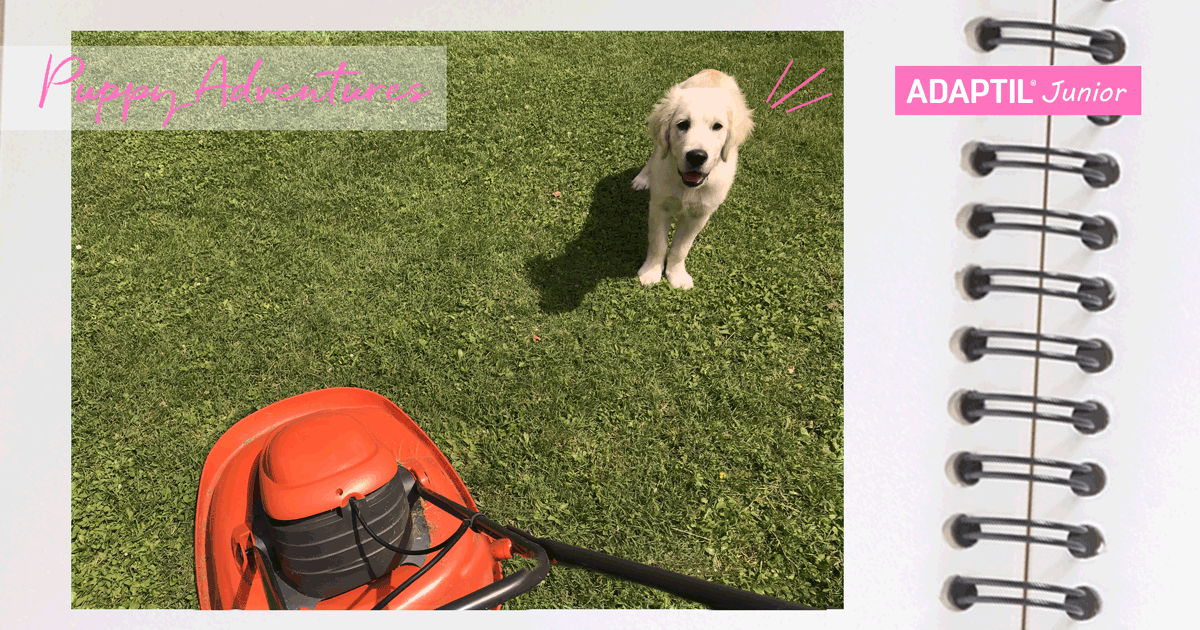 puppy not scared by the lawnmower