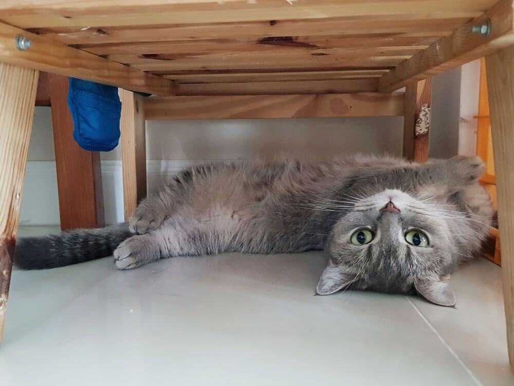 Por que mi gato se esconde debajo de la cama_1