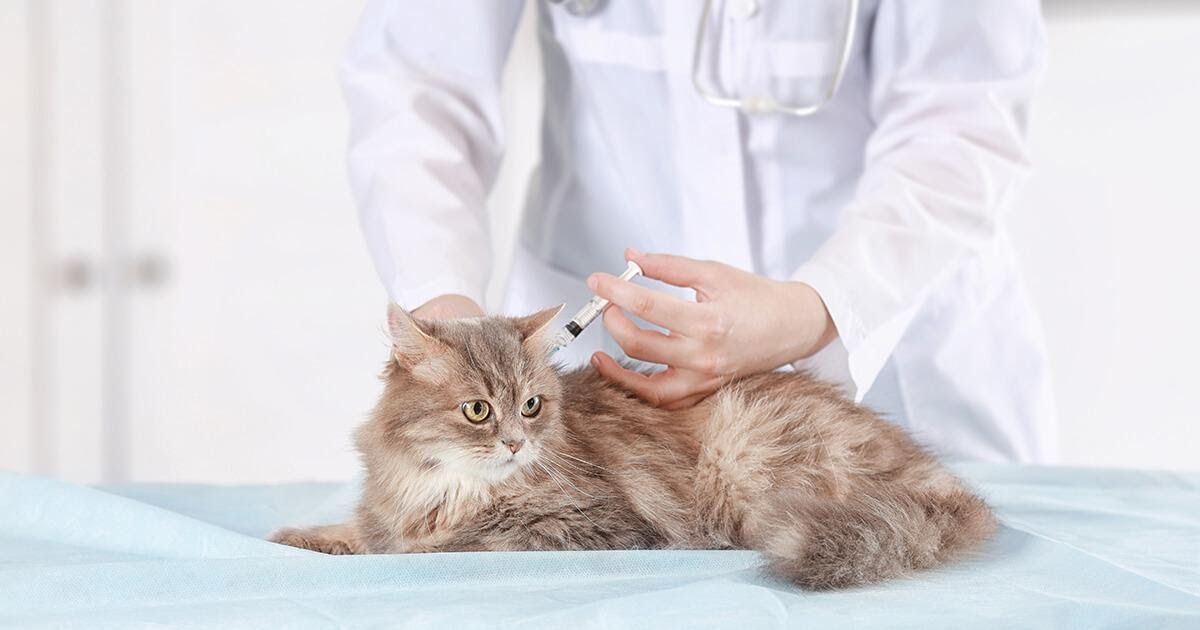 Quando fare il primo vaccino al gatto