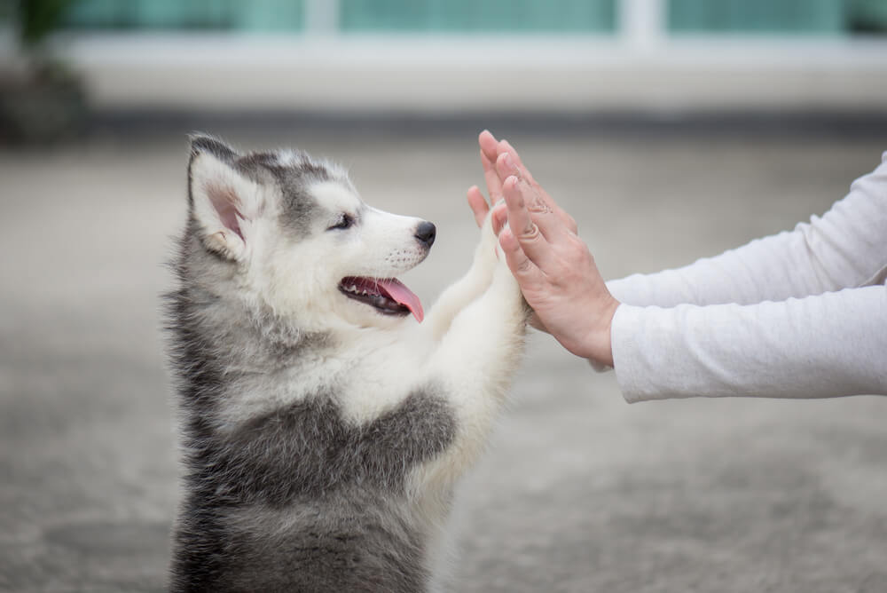 puppy high fives a person