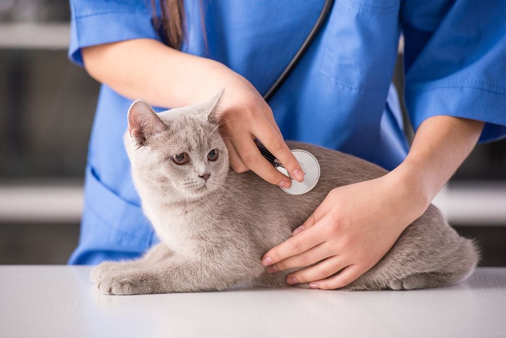 chat gris en consultation vétérinaire