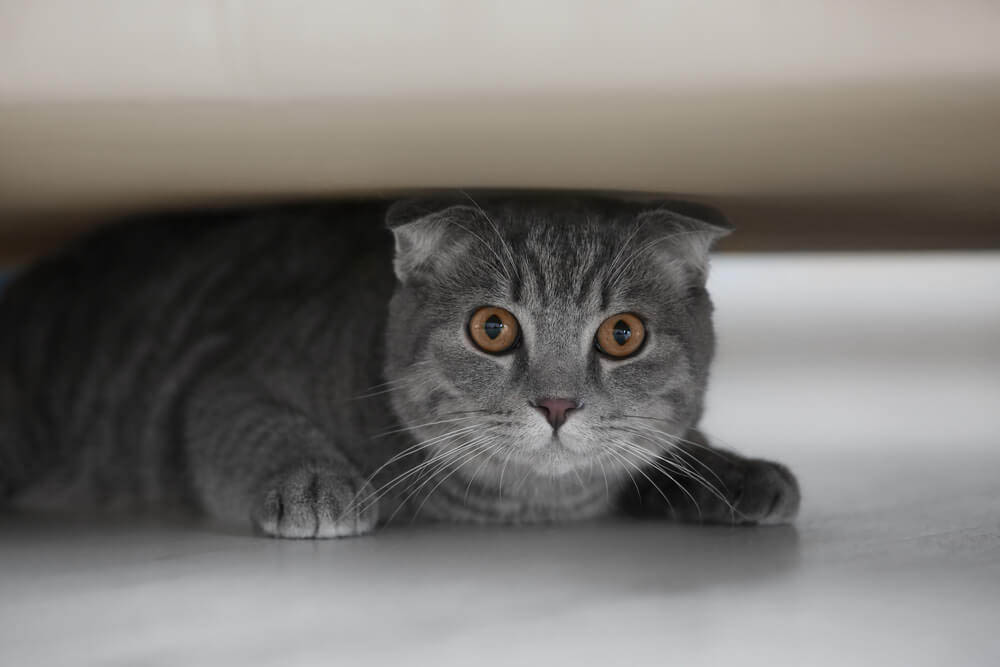 Katze zieht sich unter Sofa zurück