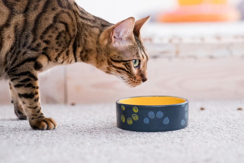 bengal cat eating out of bowl