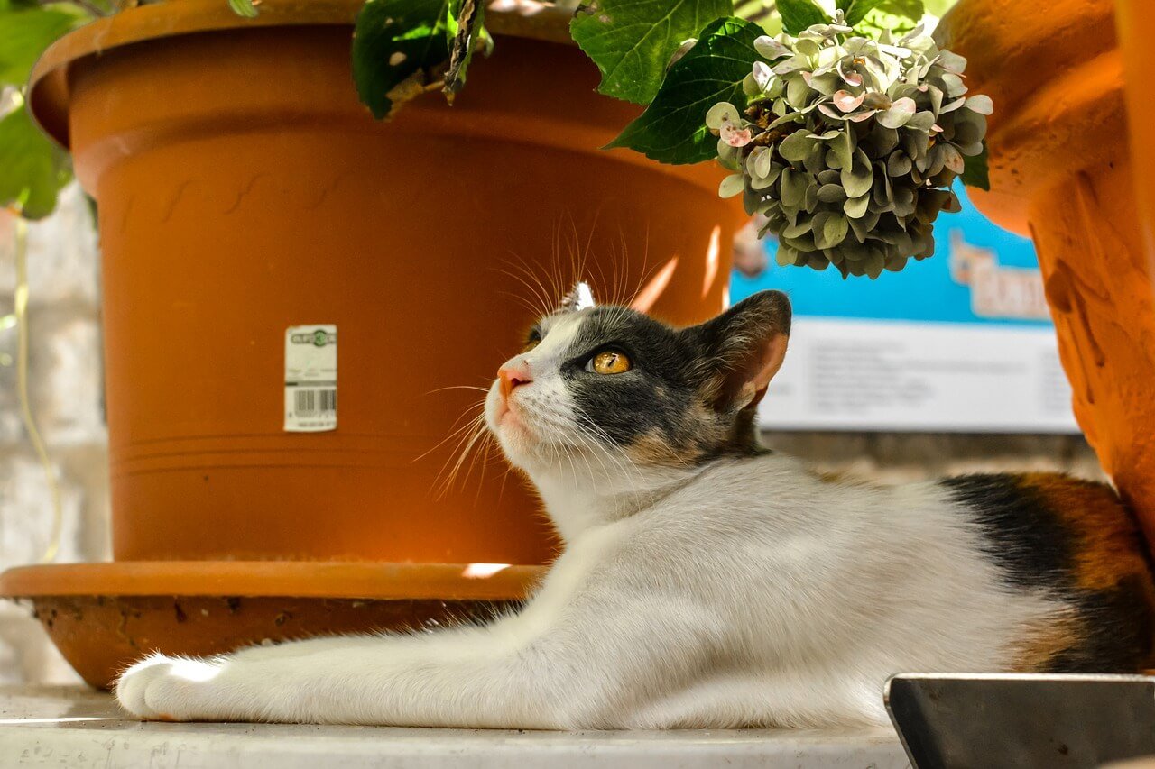 Katze auf Balkon mit Pflanzen